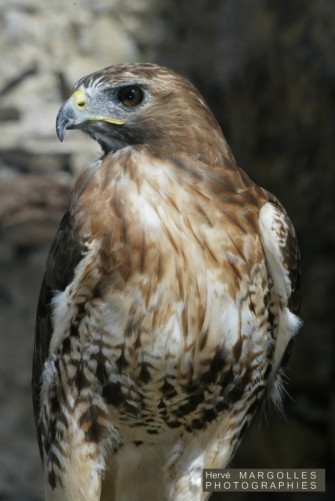 Buse Variable-02.JPG